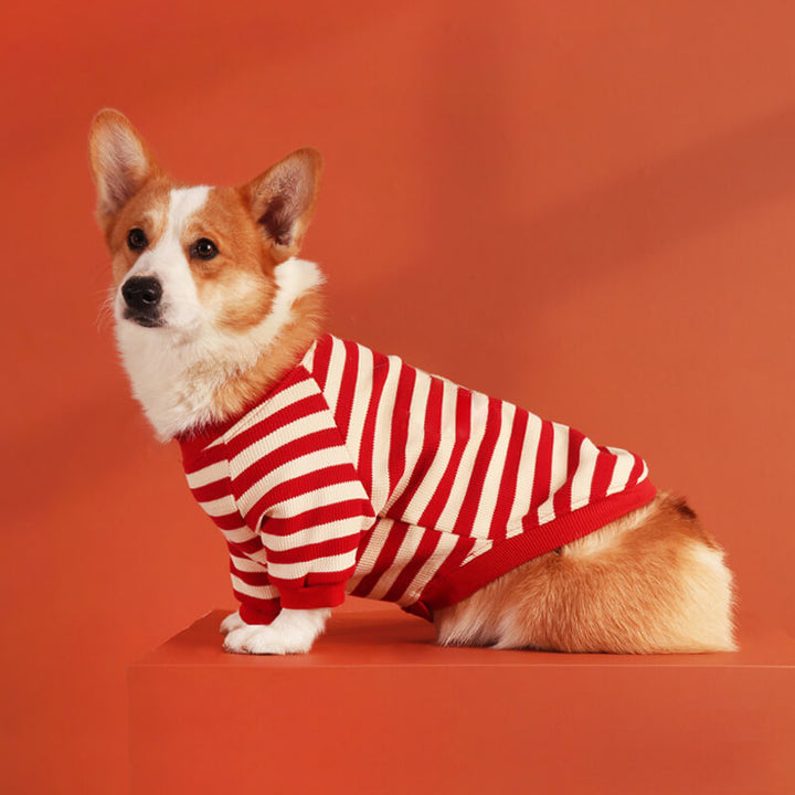 Sweater with Corgi